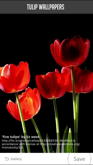 Tulip Wallpapers(圖4)-速報App