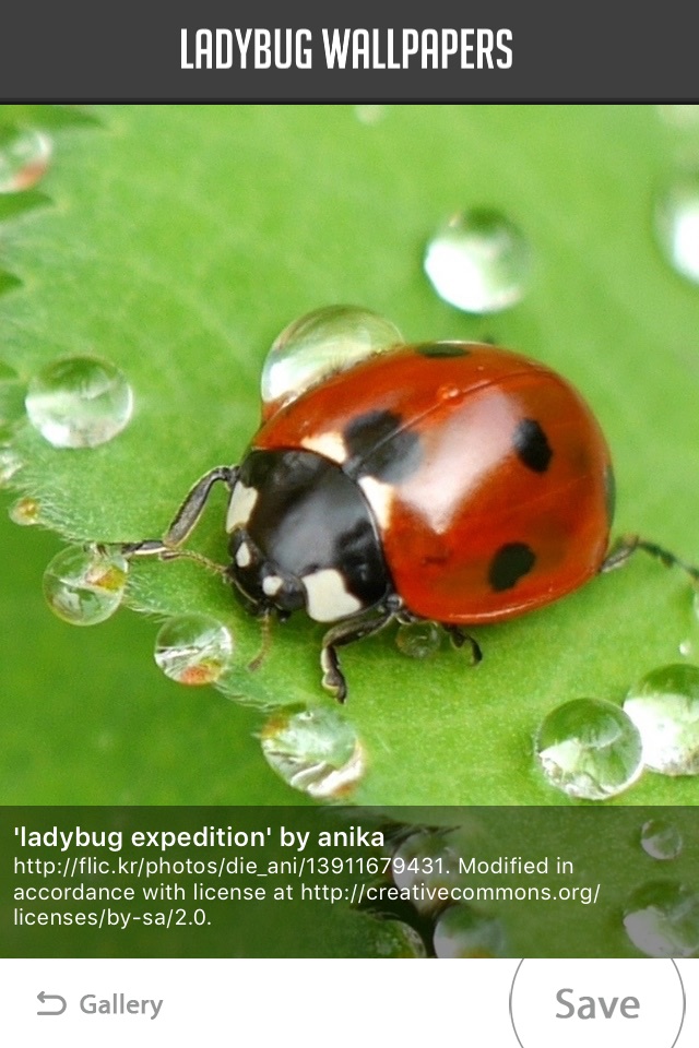 Ladybug Wallpapers screenshot 3