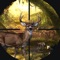 Mystery of Deep Forest Deer Hunting
