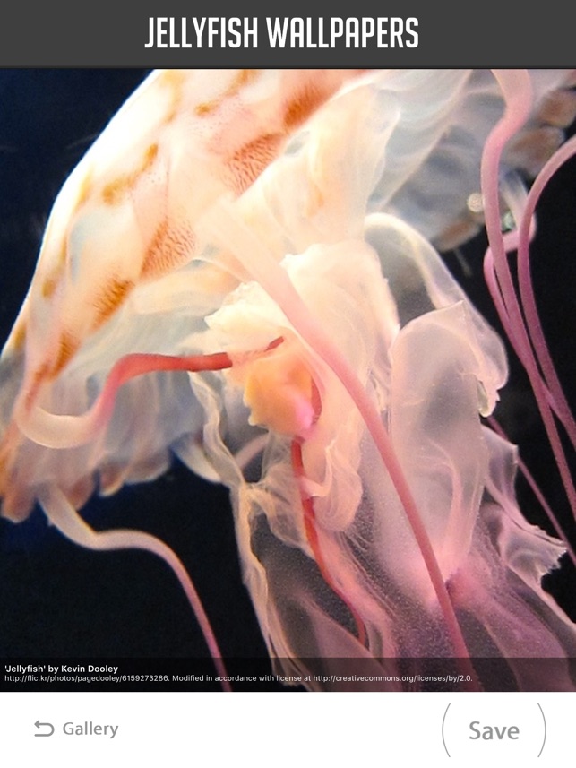 Jellyfish Wallpapers on the App Store