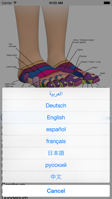 Reflexology Interactive Foot Chart