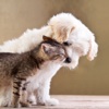 Dogs and Cats HD Backgrounds