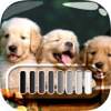FrameLock – My Cutie Puppy : Screen Photo Maker Overlays Wallpapers For Pro