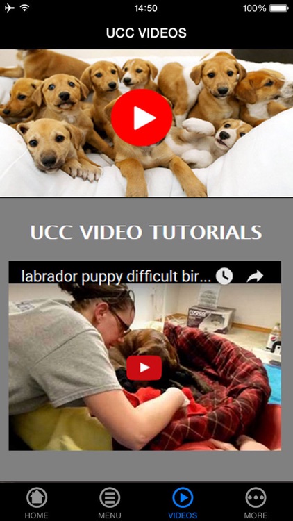 Be a Professional Help a Mother Dog Birth Fast & Safe