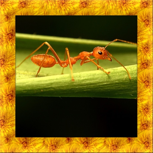 Fire Ant Simulator 3D