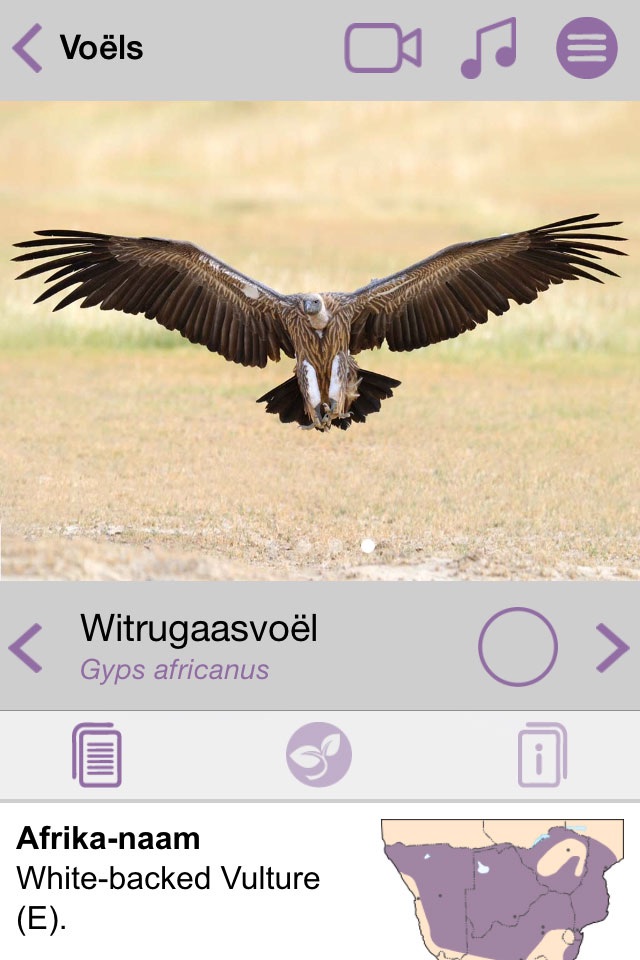 Sasol Algemene Voëls vir Beginners (Lite): Blitsfeite, foto's en video's van 46 Suider-Afrikaanse voëls screenshot 3