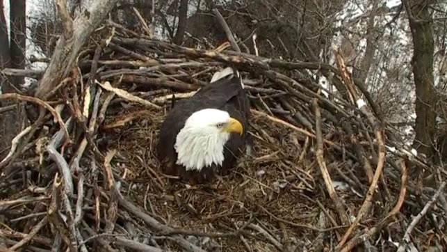 Real Live Eagle Cam(圖4)-速報App