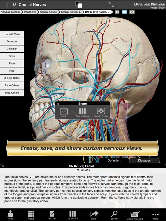 Brain and Nervous Anatomy Atlas: Essential Reference for Students and Healthcare Professionalsのおすすめ画像3