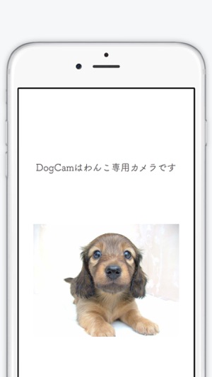 Dog-Lover-Cam(圖1)-速報App