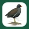 eGuide to the Handbook of Bird Identification for the Iberian Peninsula