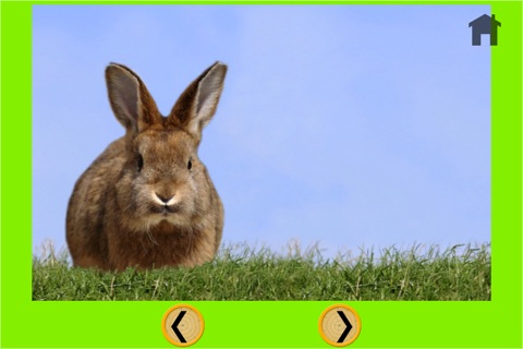 competition for rabbits - no ads screenshot 4