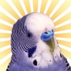 Parakeet Pal Free