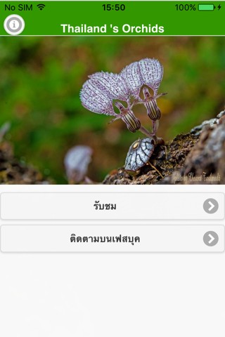 ThailandOrchids screenshot 3