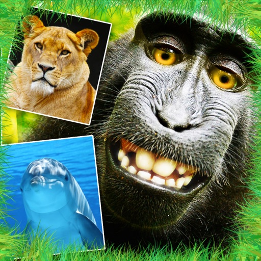 Animals - Cute Animal Wallpapers & Wild Life Backgrounds Icon