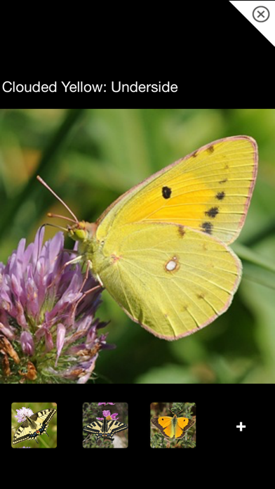 How to cancel & delete Butterfly ID Europe: A guide to common and noteworthy butterflies and day-flying moths of west and north-west Europe from iphone & ipad 4