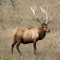 The elk or wapiti (Cervus canadensis) is one of the largest species within the Cervidae or deer family in the world, and one of the largest land mammals in North America and eastern Asia