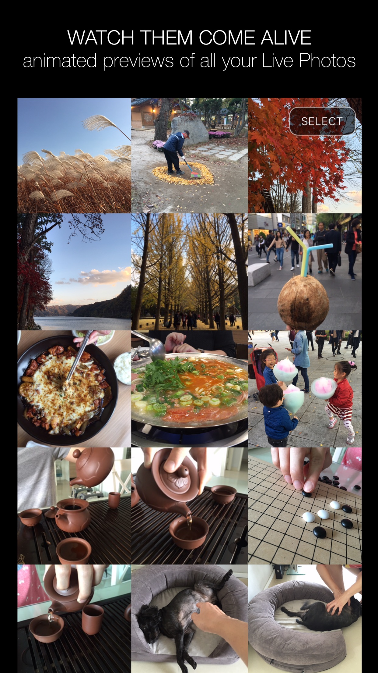 Screenshot do app Alive - Create & Share Animated Collages for Live Photos and Videos