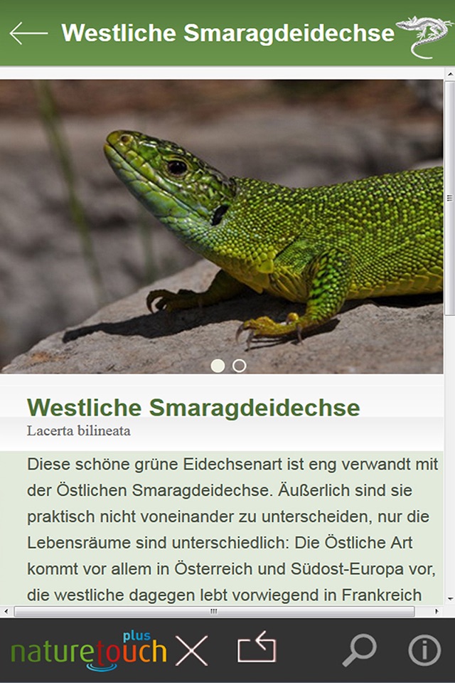 Schlangen, Eidechsen, Schildkröten bestimmen screenshot 4