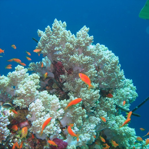 Coral Reefs Info