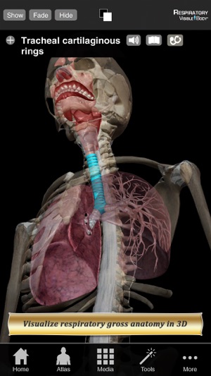 Respiratory Anatomy Atlas: Essential Ref