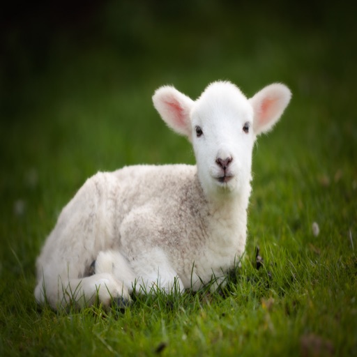 Lamb Sounds - Cute Loving Farm Animal