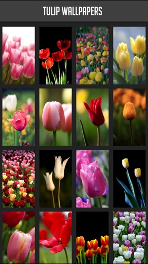 Tulip Wallpapers(圖1)-速報App