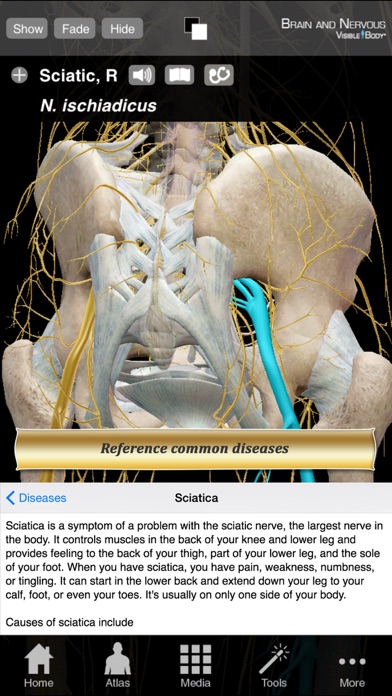 Brain and Nervous Anatomy Atlas: Essential Reference for Students and Healthcare Professionalsのおすすめ画像5