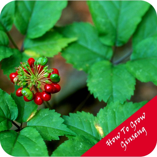How To Grow Ginseng icon