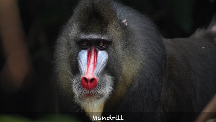 Amazing Rainforest screenshot-3