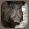 Wild Hog Sound Effect/Soundboard allows you can use the app to draw wild hogs out