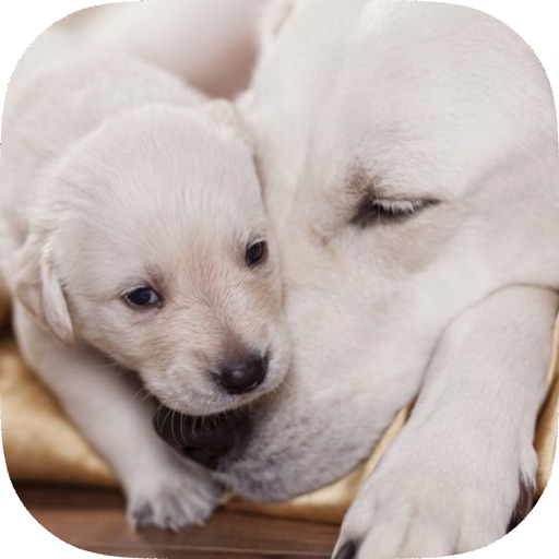 Be a Professional Help a Mother Dog Birth Fast & Safe icon