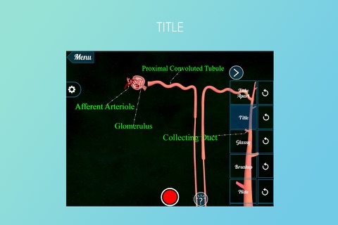 Reabsorption in Nephron 3D screenshot 3