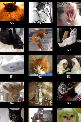 Funny Cat Emoticon screenshot 2