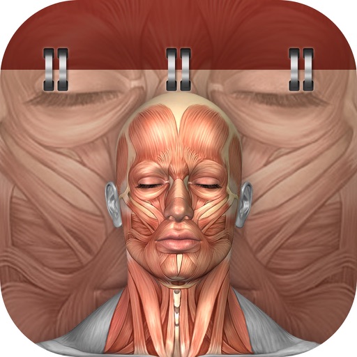 Full Docs for Anatomy icon