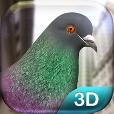 Activities of Pigeon Simulator