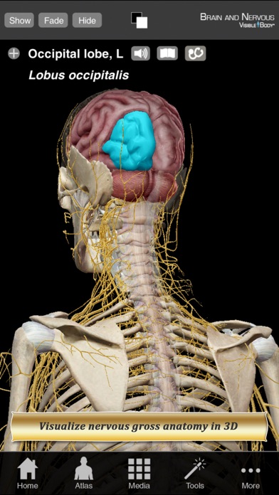 Brain and Nervous Anatomy Atlas: Essential Reference for Students and Healthcare Professionals Screenshot 1