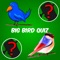 A big bumper bird quiz to test your ornithological knowledge