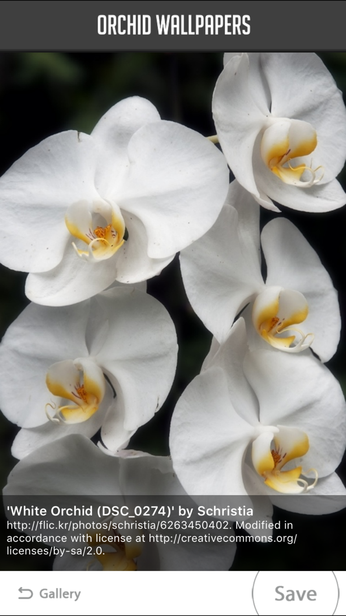 Orchid Wallpapers