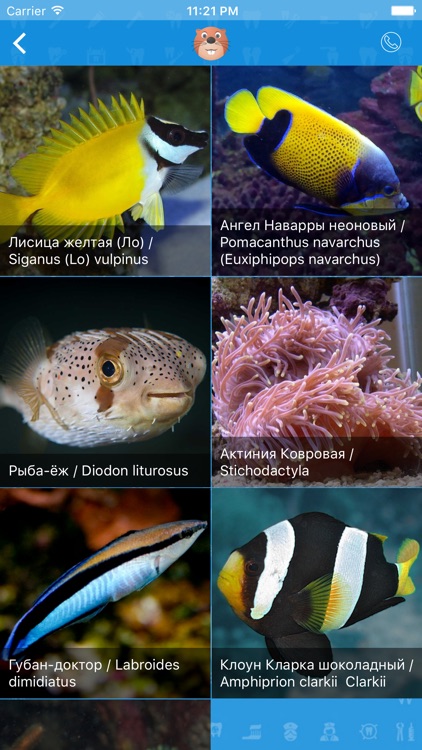 Прайм-стоматология