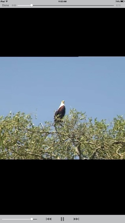 Sasol Common Birds for Beginners (Full): Quick facts, photos and videos of 46 common southern African birds screenshot-3