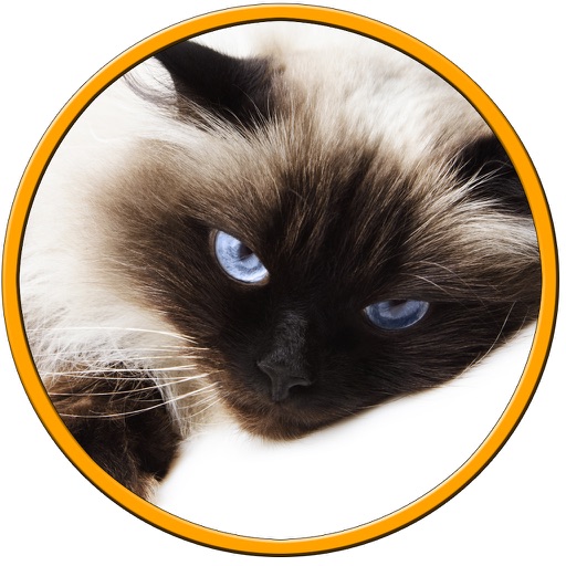 prodigious cats for kids - no ads icon