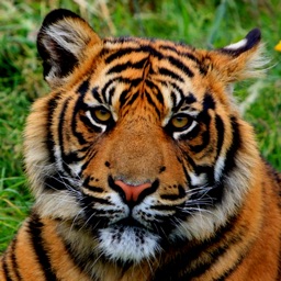 Tiger Wallpaper