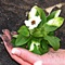 Great gallery app with lots of gardening tricks and ideas how to take care of your favorite plants