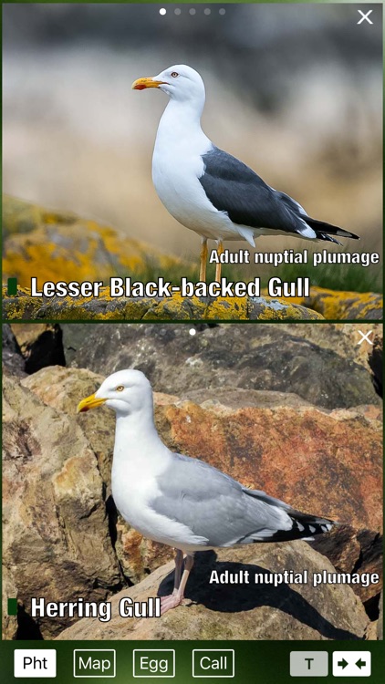 All Birds UK - A Complete Field Guide to the Official List of Bird Species Recorded in Great Britain and Northern Ireland