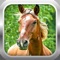 Are you ready to take up the challenge in 3D Horse Simulator