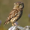 Owls Encyclopedia!