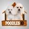 Poodles IO