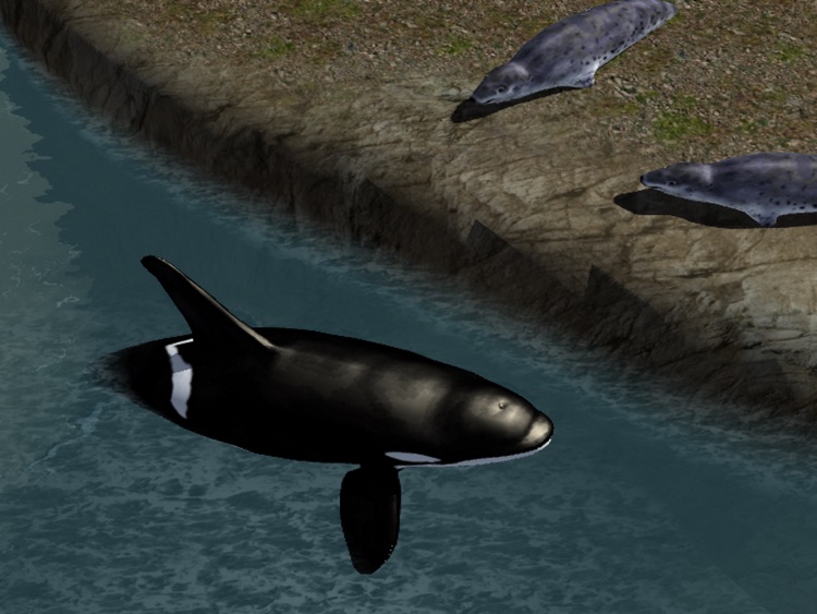 Orca Whale Simulator