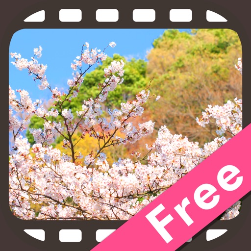 にっぽん桜絶景 無料版