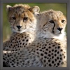 Real Wild Stray Cheetah Cub Simulator